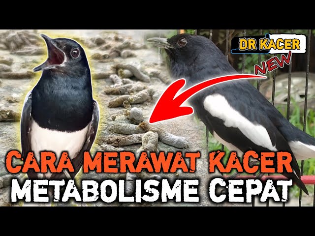 CARA MERAWAT KACER METABOLISME CEPAT KACER AGAR GACOR KACER KONSLET BONGKAR MATERI class=