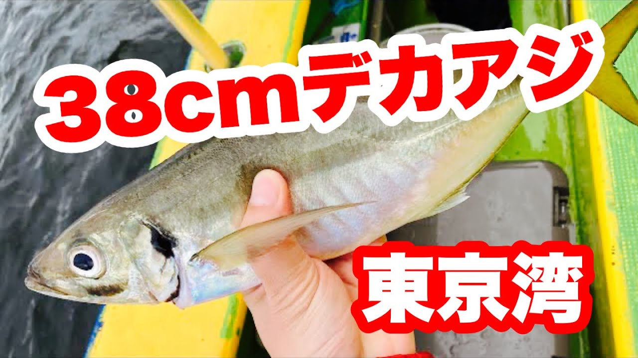 東京湾 川崎出航でアジ狙い 午後ltアジ船 船長の丁寧なレクチャーで大物ゲット Youtube 東京湾 川崎出航でアジ狙い 午後ltアジ船 船長の丁寧なレクチャーで大物ゲット Youtube