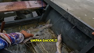 Pemancing baung mana yang tak senang hati kalau mancing begini | KUCUR SELUANG