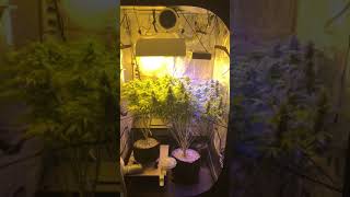 Early Miss - Day 116 - Flower Day 33