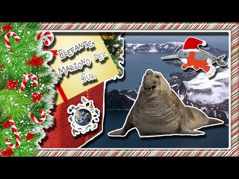 Southern elephant seal | The sea scientist | (Animals of the World) |Christmas Month|
