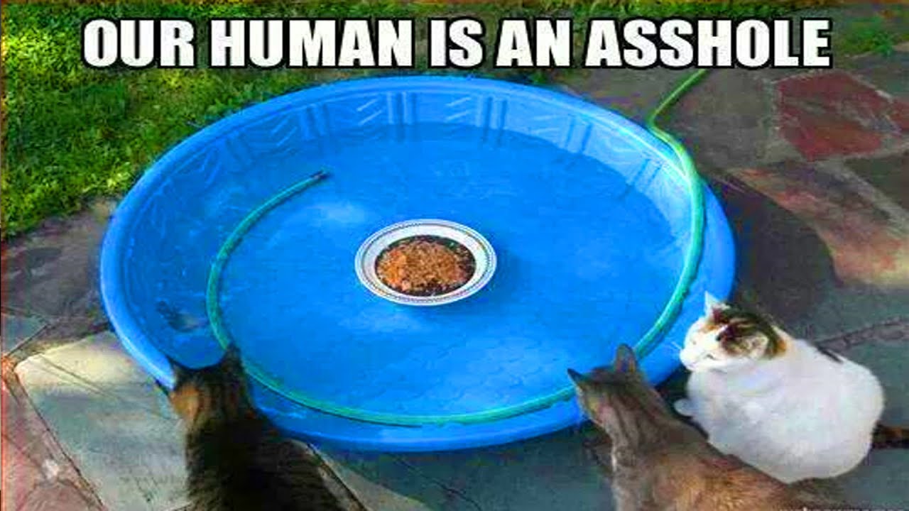 The Funniest Cat Memes 52 YouTube