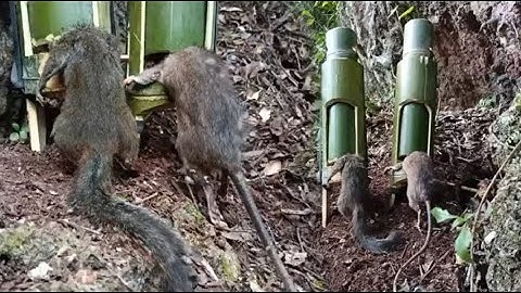 lam hlwb create amazing bamboo trap to catch rat and squirrels in forest