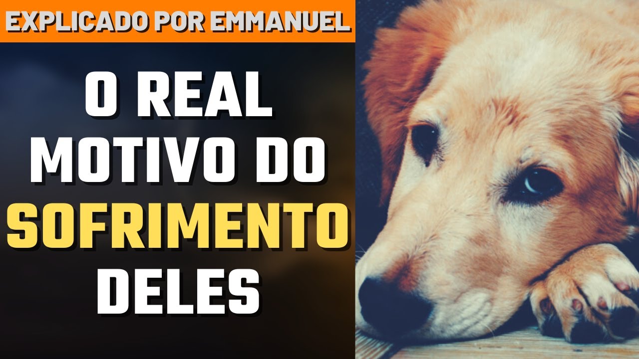 O SOFRIMENTO DOS ANIMAIS NA VISÃO ESPÍRITA I Canal Espírita Responde #96