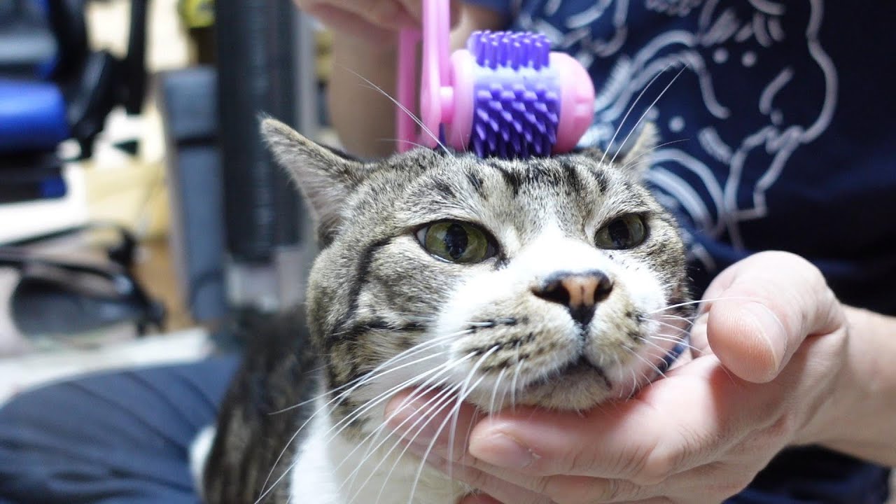 にゃんこの癒し』に癒されまくる猫リキちゃん☆お顔がとろけてますw