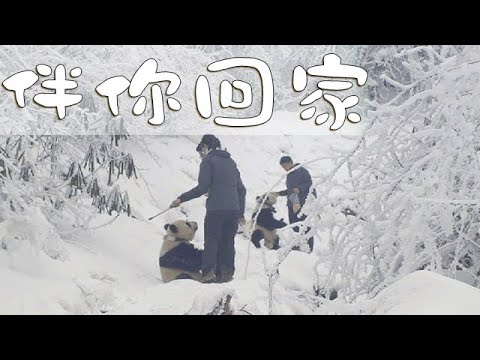 《大熊貓故事S01》第15集 伴你回家 | iPanda熊貓頻道