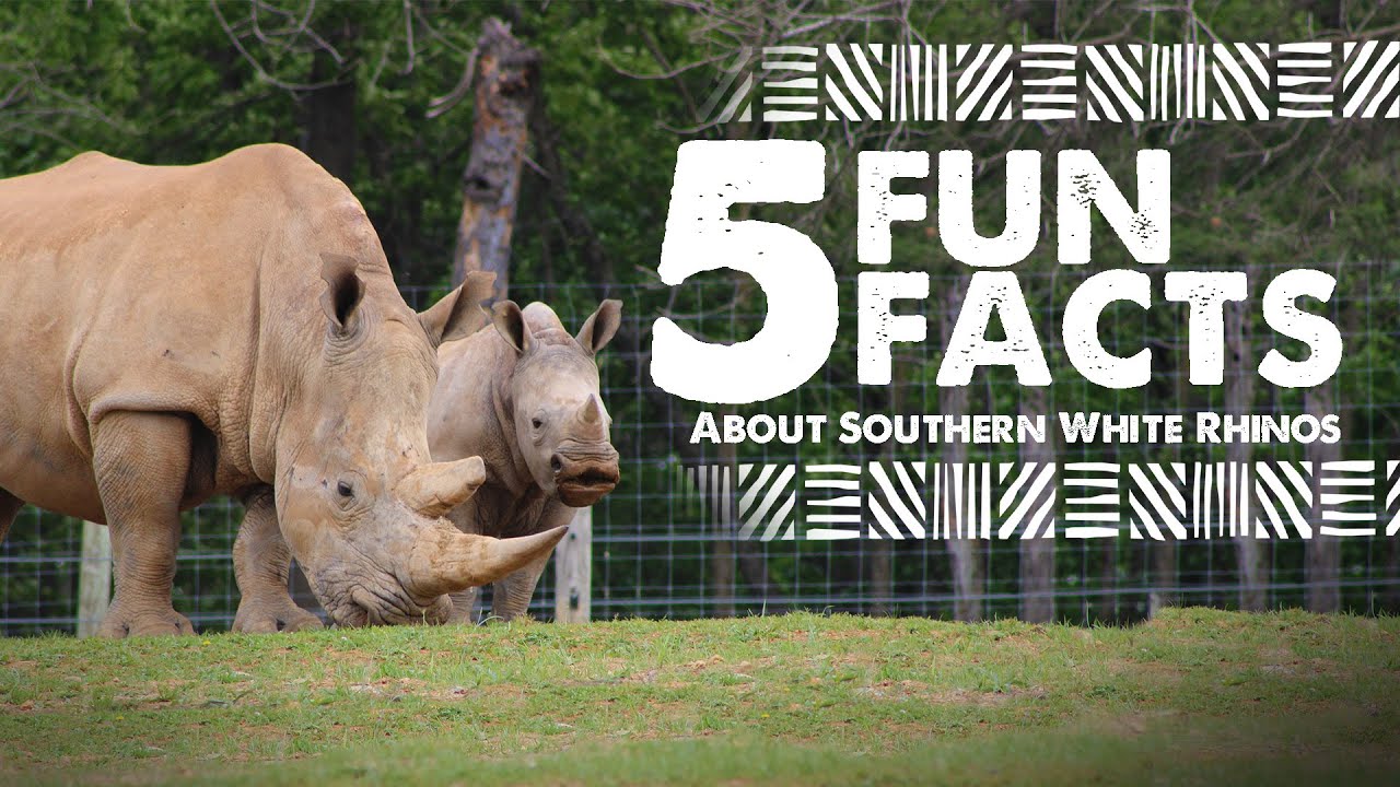 5 Fun Facts about Eastern White Rhinos - Virginia Safari Park
