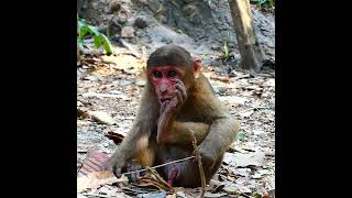 Sad boy Oh no poor monkey Baloo stay alone big sad what happened to him