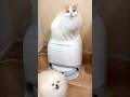 もふもふの猫と犬がいる我が家に新入りがやってきました！