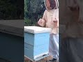 أخطاء قاتلة عند فحص الخلايا يوميا تربية النحل النحل أخطاء قاتلة عند فحص الخلايا يوميا تربية النحل النحل