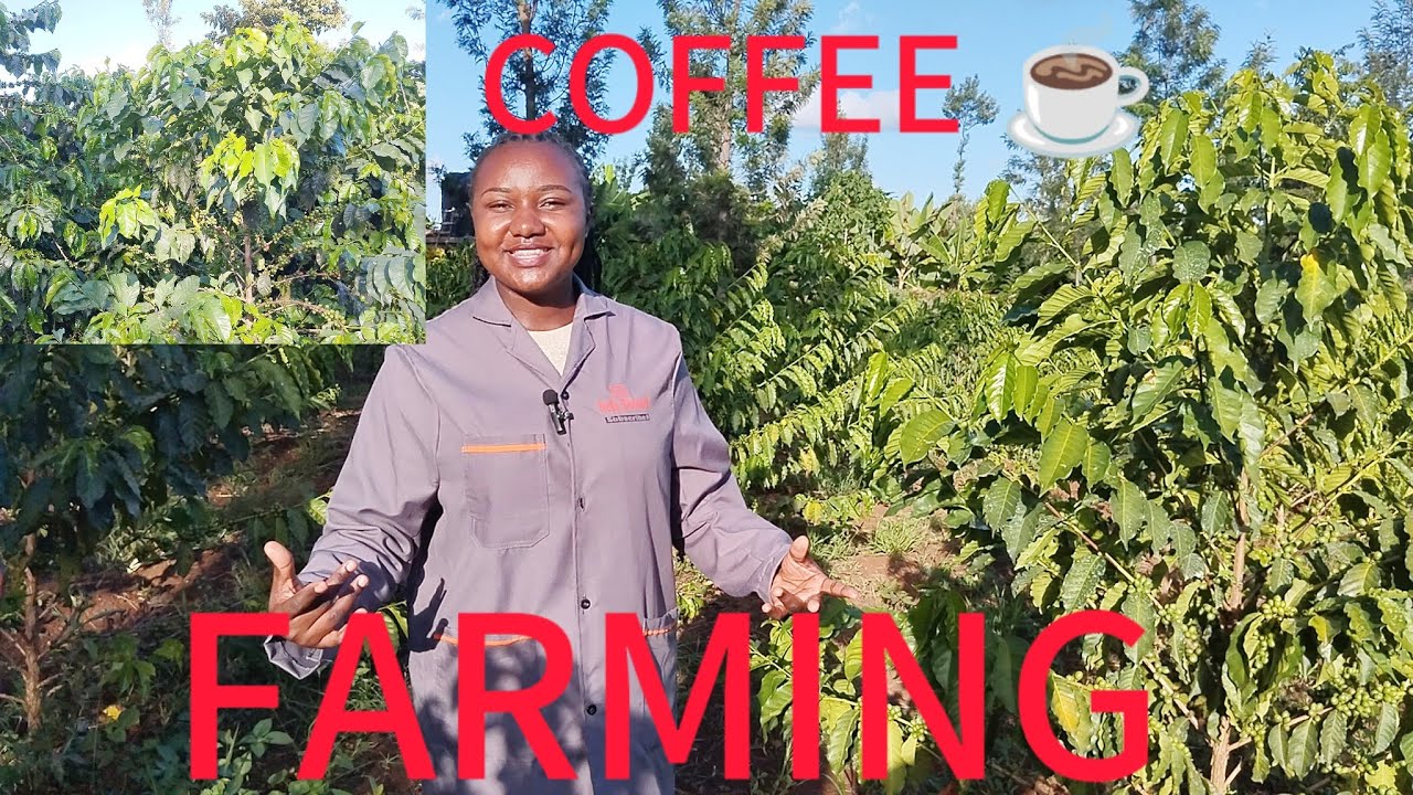 COFFEE FARMING IN MERU -KENYA||KEY TIPS FOR SUSTAINABILITY OF A COFFEE ...