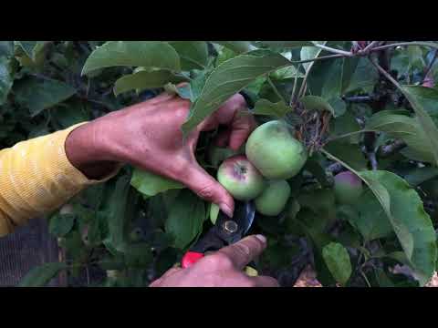 Video: Dyn appelkoosbome - wanneer en hoe om appelkoosvrugte uit te dun