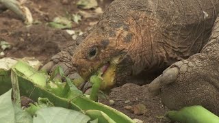 "Super Diego" the Galapagos Tortoise Helped Save His Species