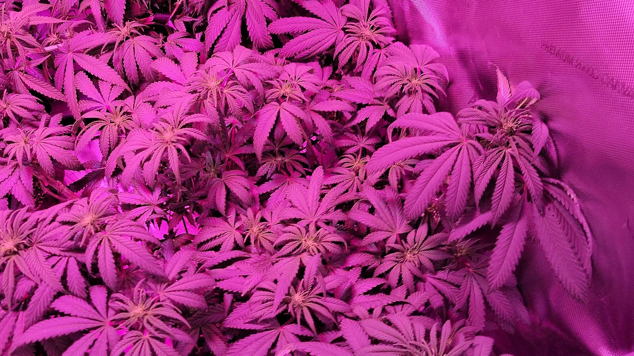 CA Lightworks Solarsystem 550 in a 3x3, Day 7 of Flower