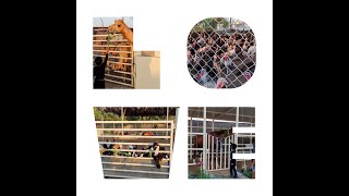 Farm Animal Tour Mazaraa Farm Abu Dhabi Deepus Dream Vlog