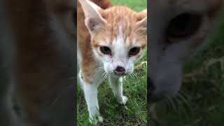 Dog 🐕 VS Cat 🐈 by CC Strong 341 views 8 months ago 1 minute, 1 second