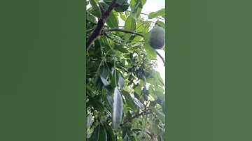 cây cốc trái nhiều #mientay