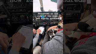 Rescuing Dogs with Pilots to the Rescue: Join the Mission! 🐶❤️