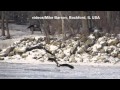 2014 01 09 bald eagles lock dam 13 mike barron canon sx50 oesch die dritten