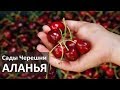 Турция: Дом в деревне. Сады черешни, груш, хурмы в Аланье