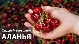 Турция: Дом в деревне. Сады черешни, груш, хурмы в Аланье Турция: Дом в деревне. Сады черешни, груш, хурмы в Аланье