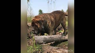 Massive 250 lb English Mastiff Harrison of the FurBeatles working out. Way out…