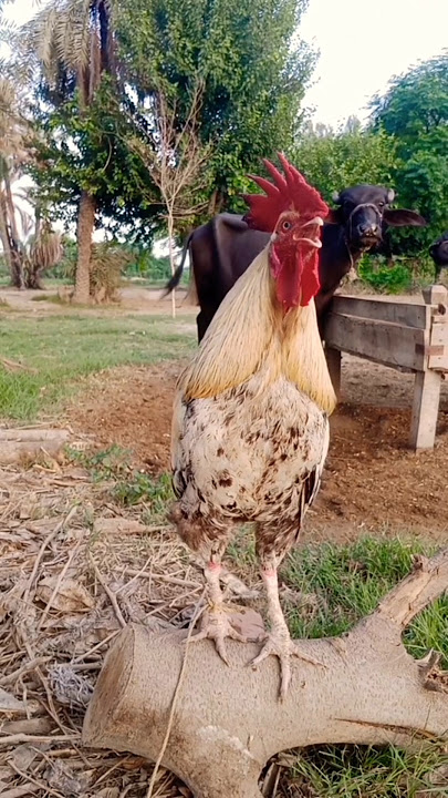 ayam jago berkokok #gallos #birds #chicken #rooster