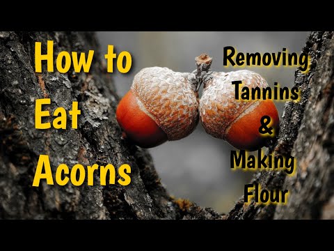 How to Eat Acorns: Removing Tannins and Making Flour