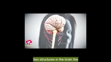 Ovulation and Menstrual Cycle || The Period || MEDICAL ANIMATION part 1