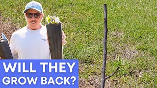 My Fig Tree Looks Dead! | What Can I Do? by Lazy Dog Farm 5,853 views 1 month ago 12 minutes, 14 seconds