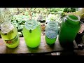 Выращивание хлореллы в домашних условиях под фитосветильником. Разная среда для выращивания хлореллы