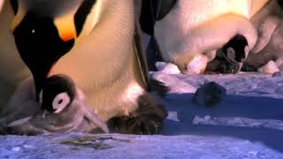 Penguin Fail Best Bloopers from Penguins Spy in the Huddle (Waddle all the Way)