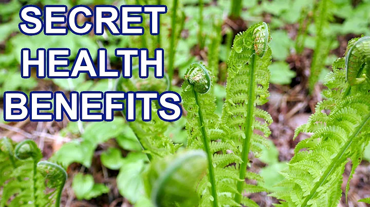 Amazing Herbal Plant - Top 8 Health Benefits of Fiddlehead Fern