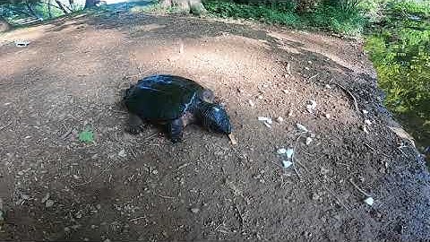 Snapping turtle: GoPro Session 1