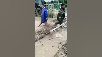 Houttuynia Cordata Harvesting Process - Unique tools to boost efficiency and streamline work