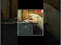 boy save dog | cute girl smile status😭 #shorts #attitude #viral #doglover