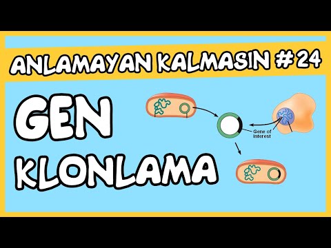 Video: Gen klonlama bilgi yarışması nedir?