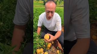 सबसे मीठे और रसीले पीले फल की खेती 😲 | Chinese farming | #shorts #fruit #facts #farming