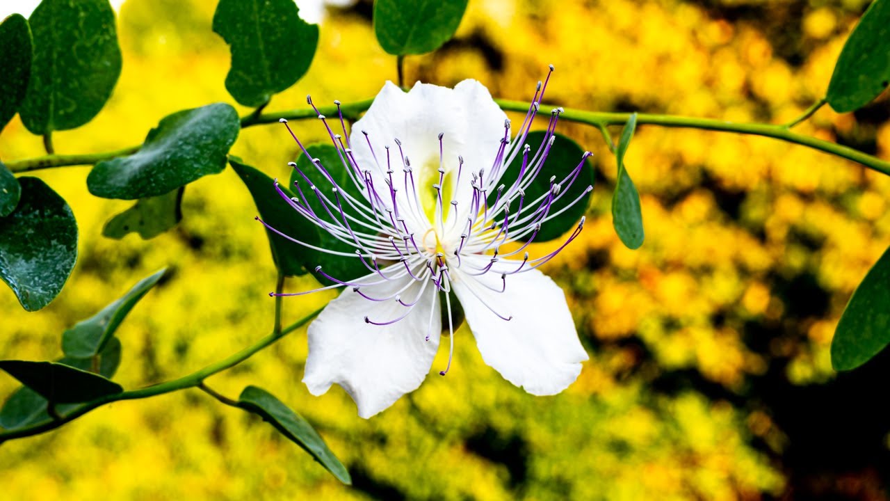 Kapernstrauch blüht: So spektakulär sieht Capparis spinosa aus