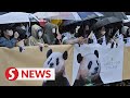 Goodbye Fu Bao: South Koreans bid tearful farewell to beloved panda