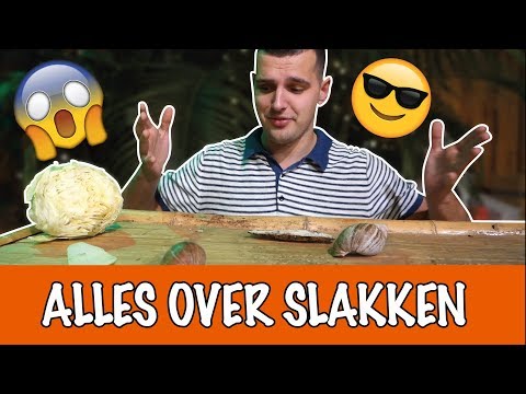 Video: Hoe Slakken Te Kweken?