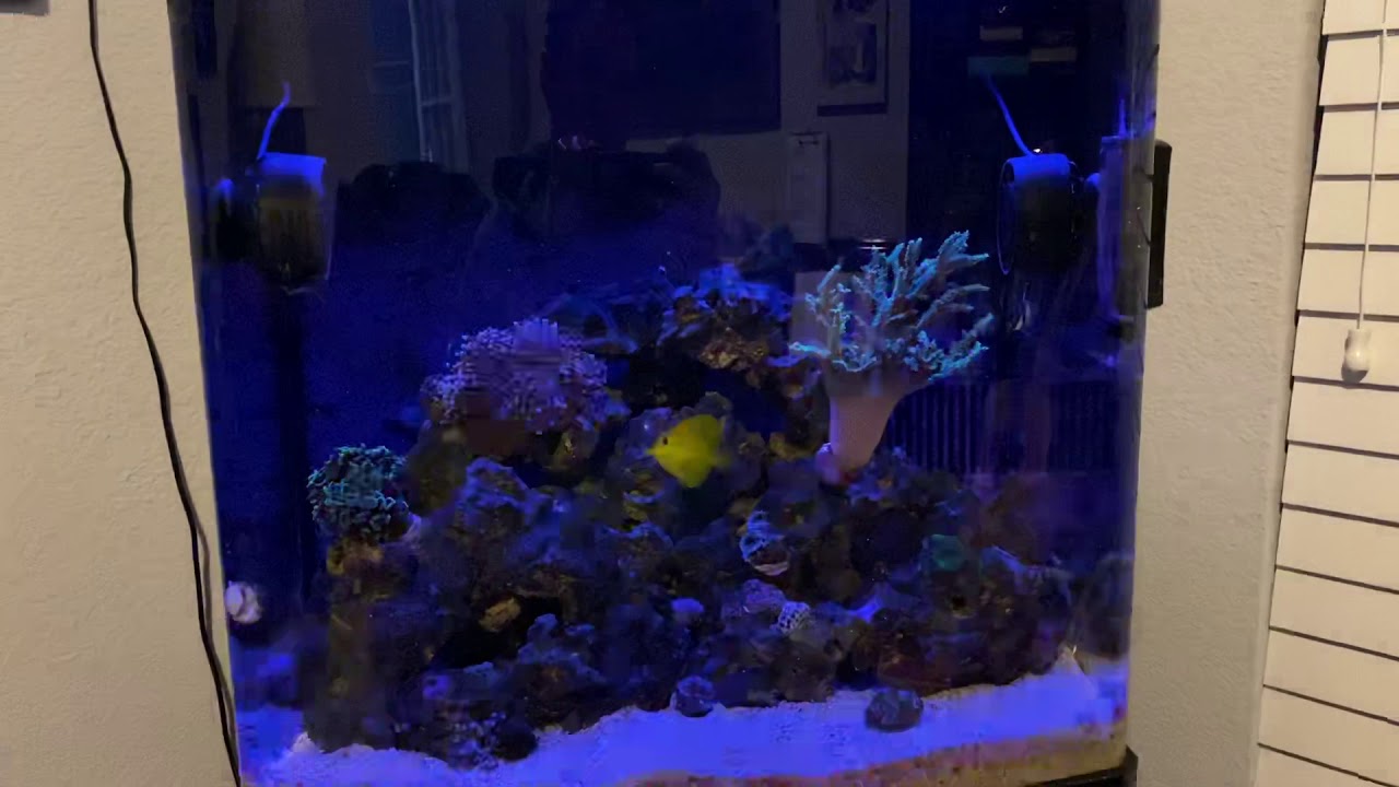 32g Biocube - Update 6.2 (Lighting Schedule) - YouTube