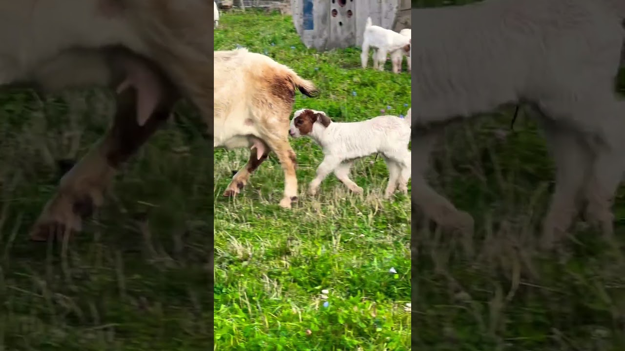 BOBA CHALLENGE With ARIANA - YouTube Auto PHP Script