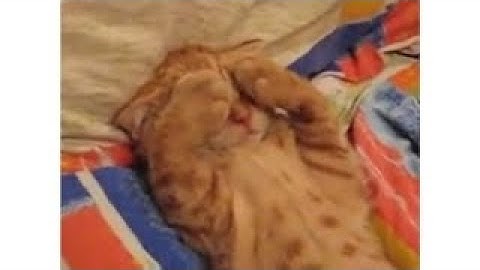 Хозяин пытается разбудить самого упрямого котенка на планете, но такого он точно от него не ожидал