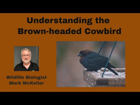 Video: Apakah burung koboi berkepala coklat termasuk spesies invasif?