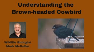 Understanding Brown-headed Cowbirds