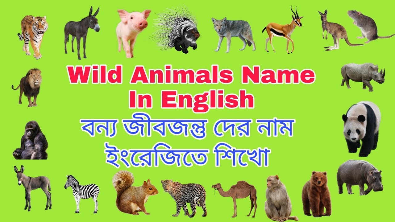 Learn 25 wild animals name in English 🦁🐯🐴🐂 | ইংরেজিতে বন্য পশুদের নাম