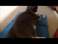 猫のクールマット（マルカン 涼感ソフトマット L ） ｜ ブリティッシュショートヘア 猫の小鉄
