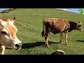 Beautiful cow  cows grazing  mooing 