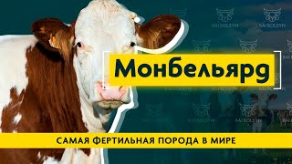 Монбельярд — лучшее молоко для изготовления сыров. Рацион, содержание и опыт выращивания породы